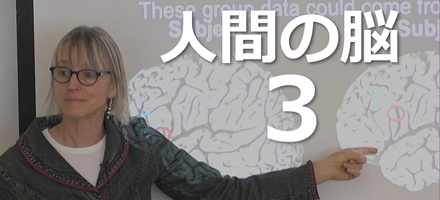 [MIT] 人間の脳 Part 3